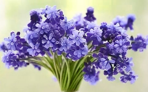 風(fēng)信子優(yōu)秀作文(通用48篇)