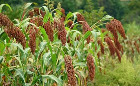 �������顷