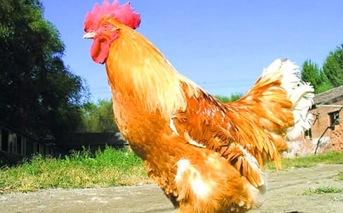 激情引趣 自讀自悟——《小公雞和小鴨子》