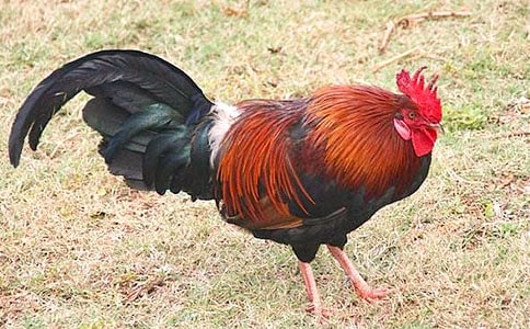 ���u���Ĺ�15ƪ