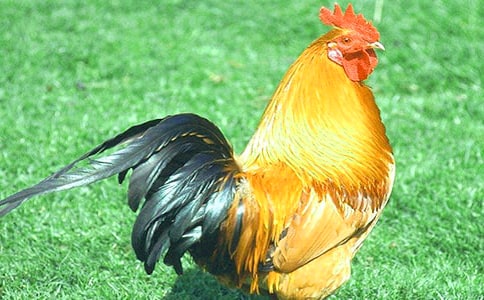 《公雞的臉紅了》 之二