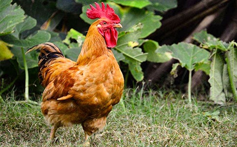 小公雞奇遇記作文