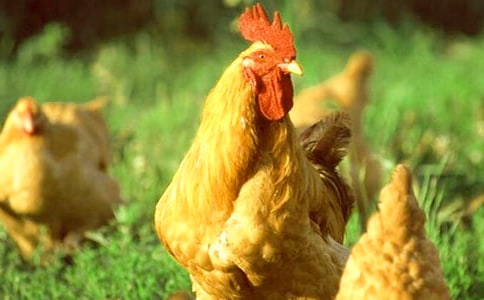 �����u�����ąR��15ƪ