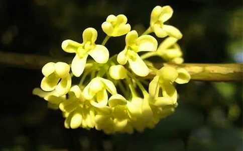 描寫桂花的小學生作文