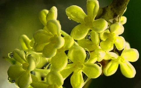 (精選)桂花優(yōu)秀作文