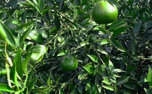 關(guān)于果園的作文