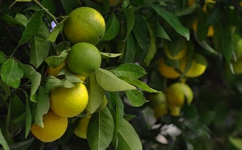 開展果園權(quán)證辦理工作情況匯報