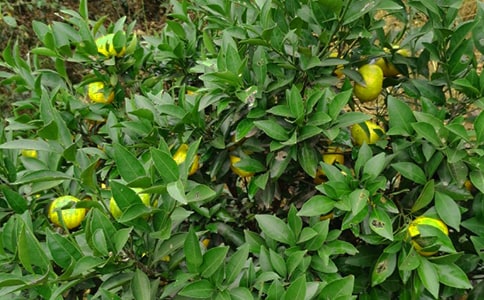 ���ٴ�W(xu��)���r(n��ng)����@�����(sh��)�`���