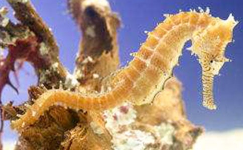 海馬大班美術(shù)教案