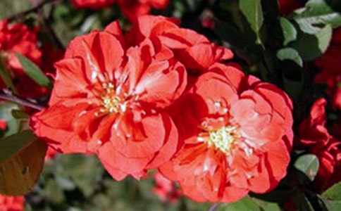 《大魚海棠》經(jīng)典臺詞(15篇)