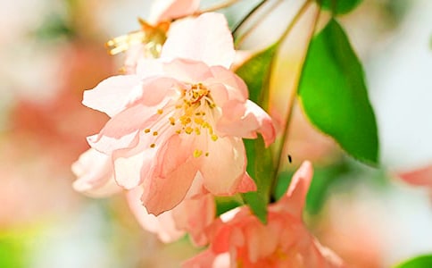 海棠無(wú)香作文