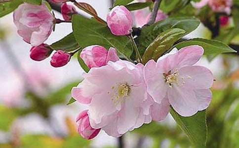 大魚海棠經(jīng)典臺詞經(jīng)典【15篇】