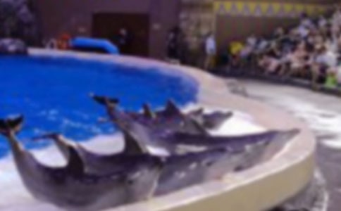 海豚的自述小學(xué)作文