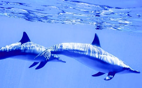 С���w���Α�С�������̰�