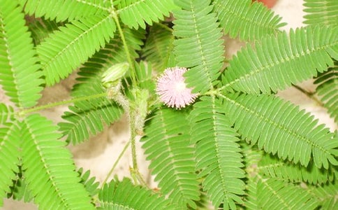 �茑���߲ݵ�����