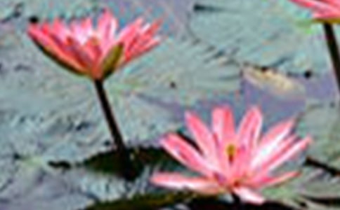 【必備】荷花小學(xué)作文匯編7篇