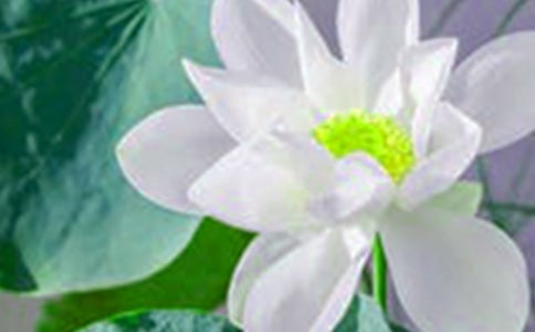 映日荷花別樣紅——海陽(yáng)市實(shí)施詩(shī)文素養(yǎng)實(shí)驗(yàn)紀(jì)實(shí)