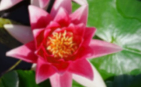 2023年形容荷花的句子集錦44句