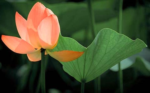 2023年精選形容荷花的句子錦集44句