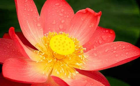 中班美術(shù)荷花教案