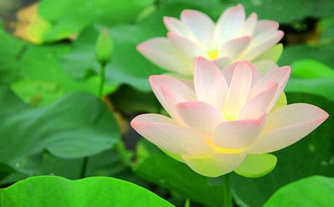 ���ɻ������̲ķ����c�̌W(xu��)�O(sh��)Ӌ(j��)