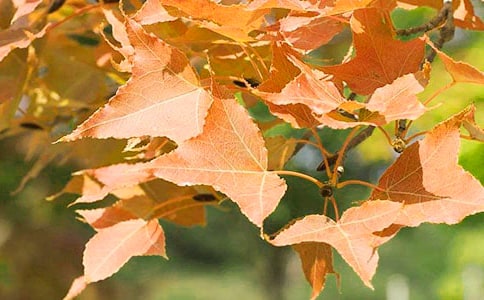 ����ļt�~С�W�����ģ����x30ƪ��