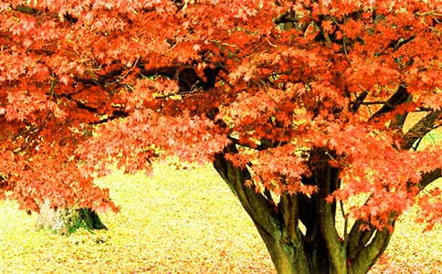 �P(gu��n)�ڼt�~������