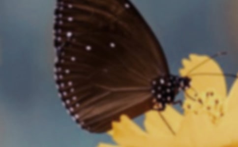 小班美術(shù)蝴蝶教案