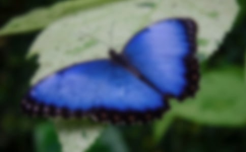 �������ļҡ��Ľ̌W(xu��)�O(sh��)Ӌ(j��)