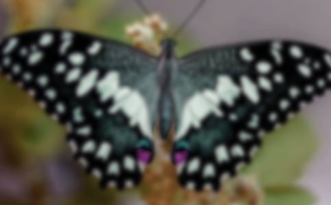 �����á�������������ƪ