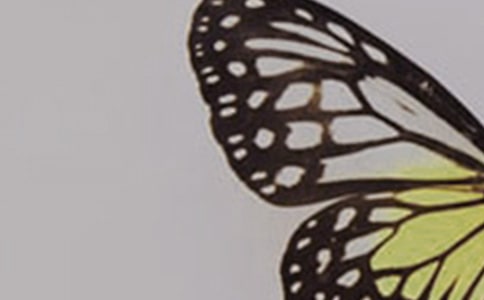 小班美術(shù)教案《蝴蝶》(通用24篇)