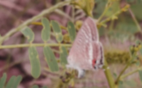 小班美術(shù)教案《美麗的蝴蝶》