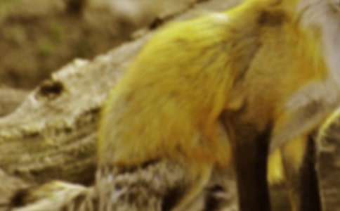 狐貍和烏鴉的故事作文