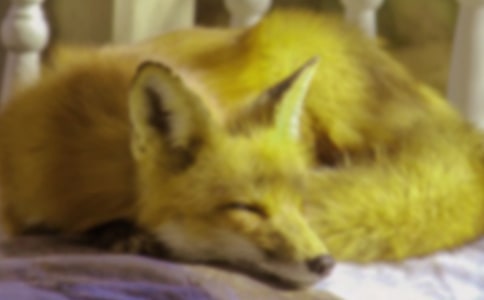 狐貍和烏鴉趙本山版