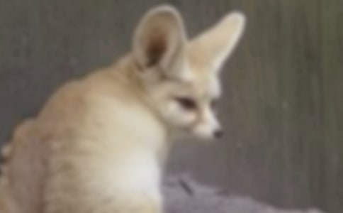 小狐貍哭了作文