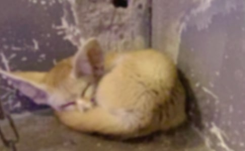 “小狐貍賣空氣”