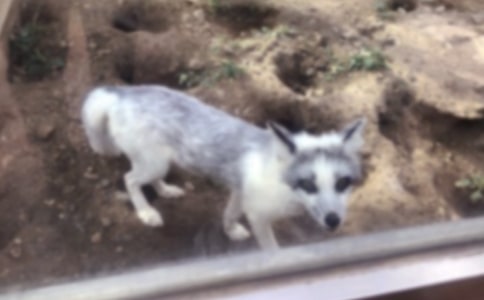 ���x�ƻ��ĺ�؂����300�־�ƪ