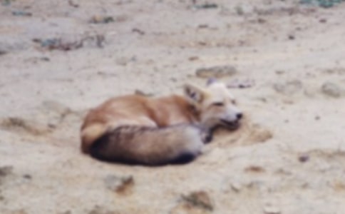 小狐貍的故事作文