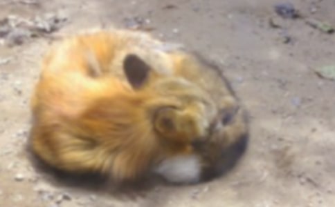 《狐貍和烏鴉》教案設(shè)計(jì)