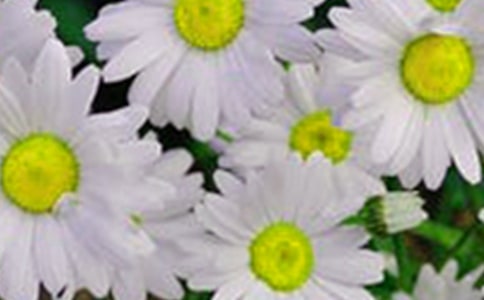 �Q�N�۹��P���t�_�Ļ���