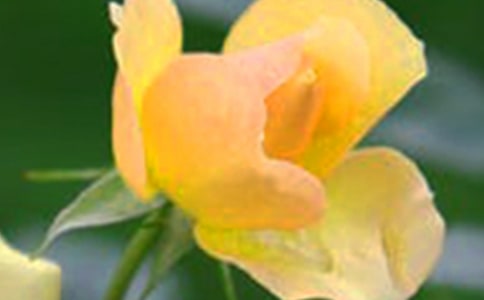 ������g(sh��)�����Ļ���̰�