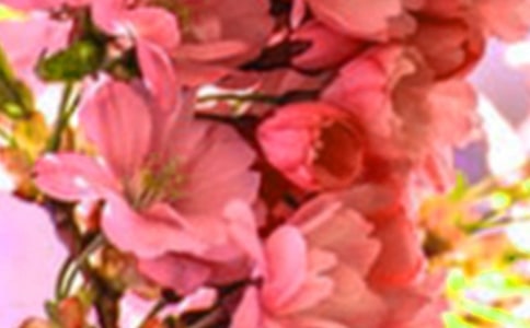 經(jīng)典花朵優(yōu)美句子75句