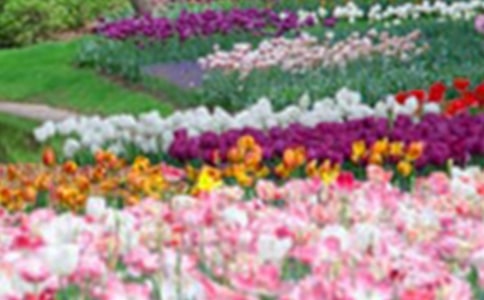 大班美術美麗的街心花園教案