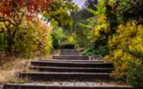 大班美術(shù)美麗的花園教案