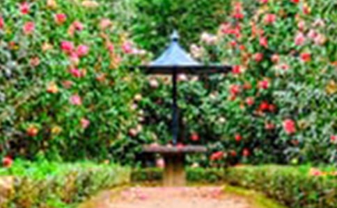 我的花園優(yōu)秀作文