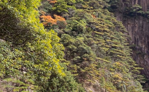 描寫黃山的作文