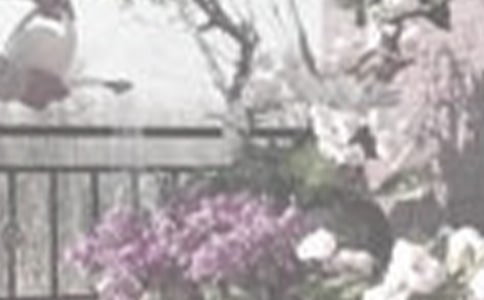 關(guān)于澆花作文