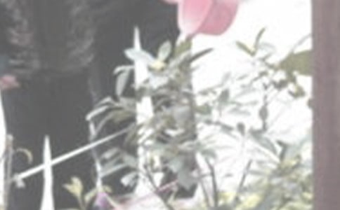 澆花優(yōu)秀作文