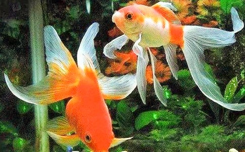 �P(gu��n)�ڽ��~(y��)����