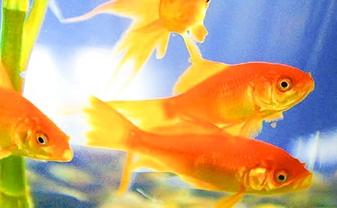 �׽�С�����g�̰�-С���~��β��